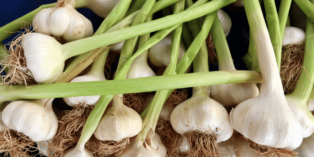 What’s the Best Time to Harvest Garlic? Signs Your Garlic Is Ready